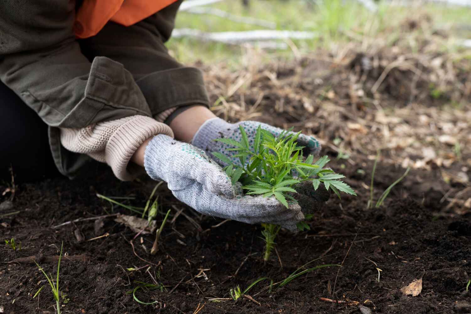 Best Dead Tree Removal  in Braham, MN